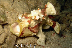 shot at Mabul island house reef by Eric Fly 
